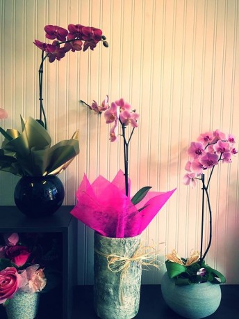 Orchid Plants in a decorative pot