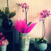 Orchid Plants in a decorative pot